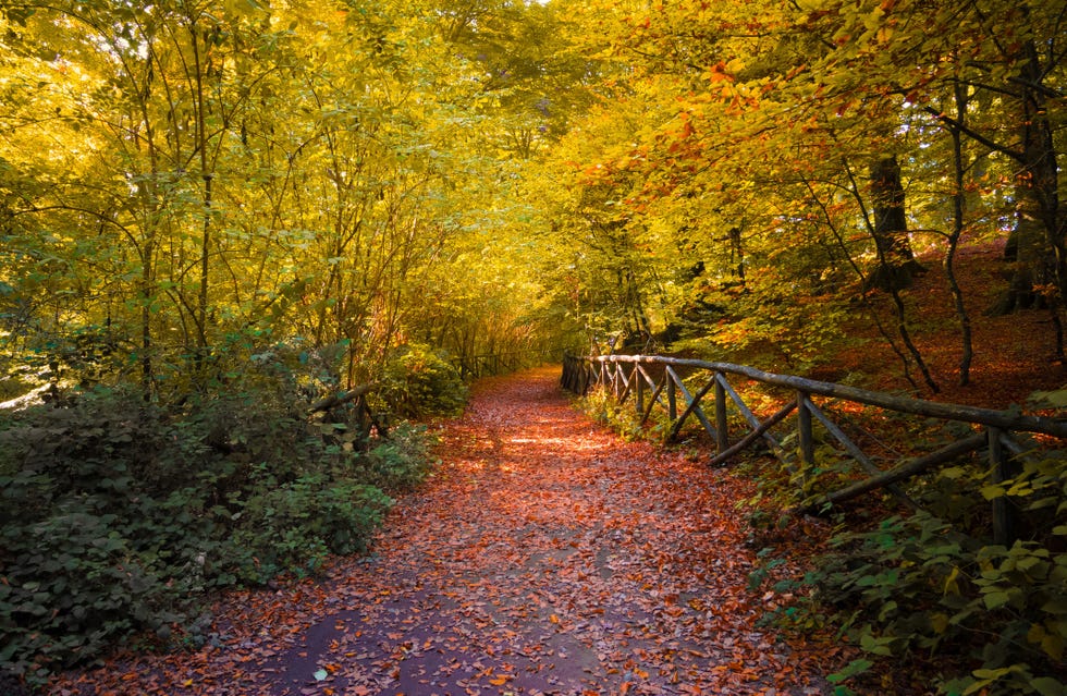 the autumn in the beechwood of monte cimino with foliage