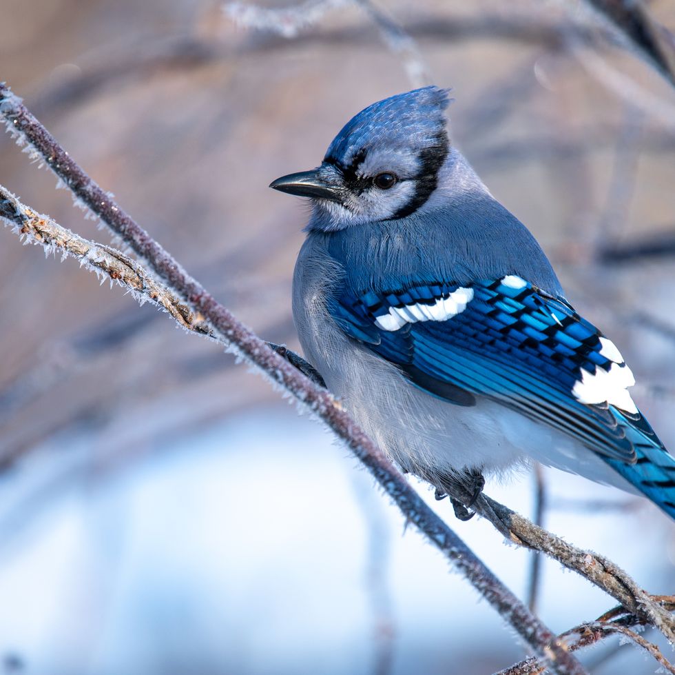 the beauty and wisdom of the blue jay on a tree branch