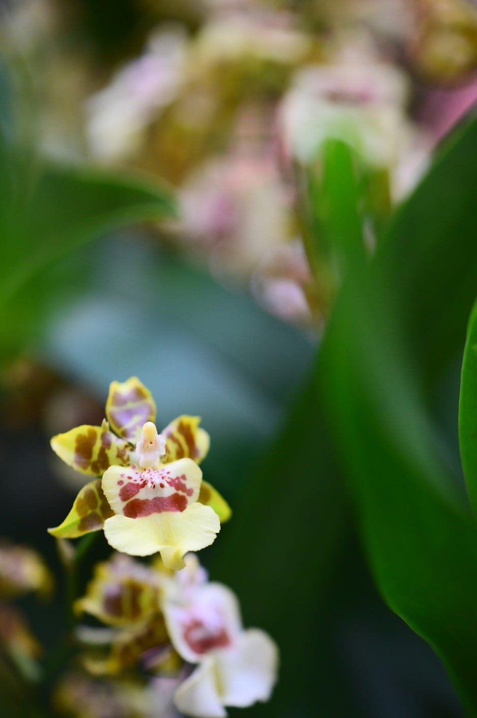 types of orchids fragrant mini orchid