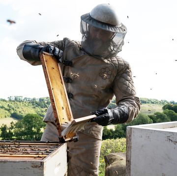 the beekeeper pelicula prime video