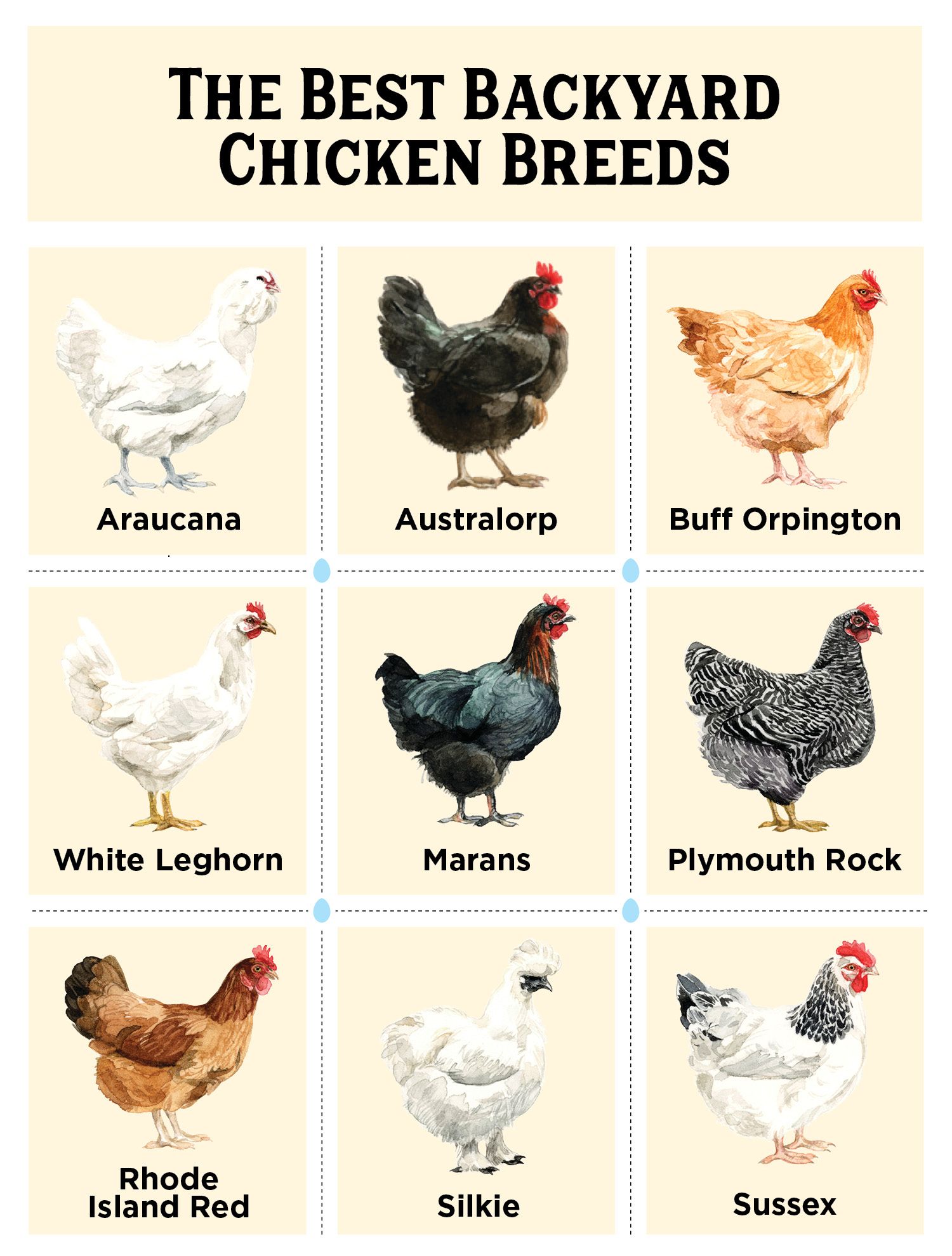 How to Raise Chickens A Beginner s Guide