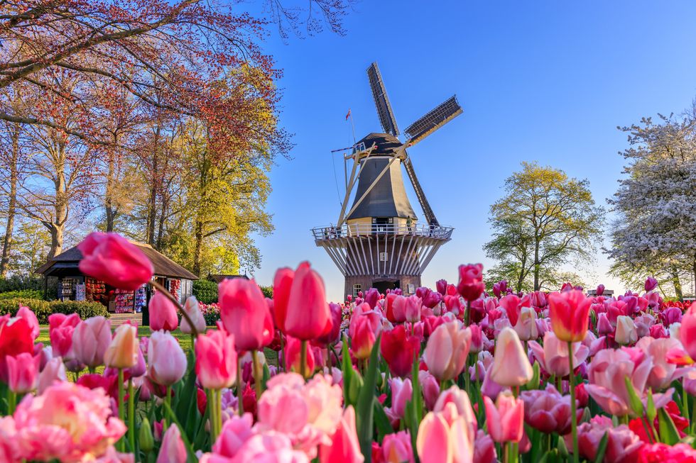 blooming colorful tulips flowerbed in keukenhof public flower garden with windmill lisse, holland, netherlands
