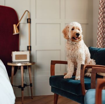 the best dog friendly hotels in the uk for you and your four legged friends