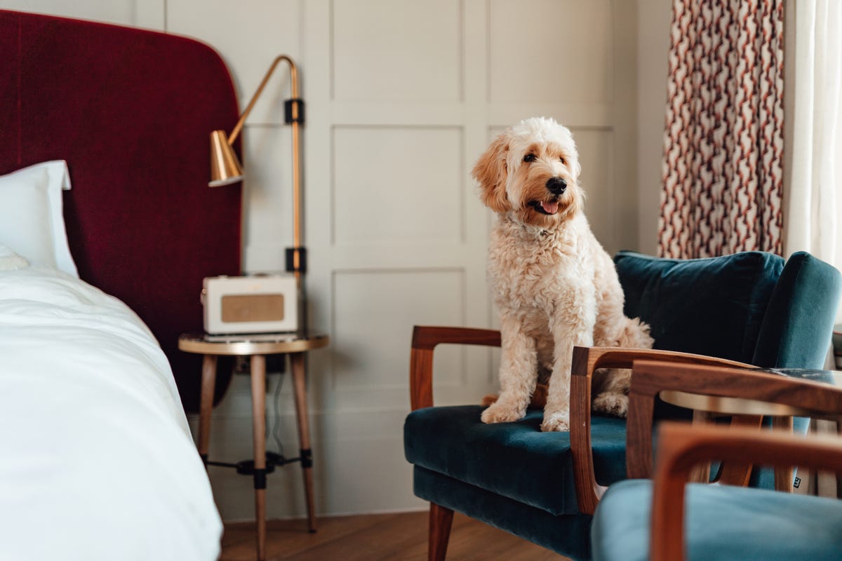 The 14 Best Dog-friendly Hotels In The Uk