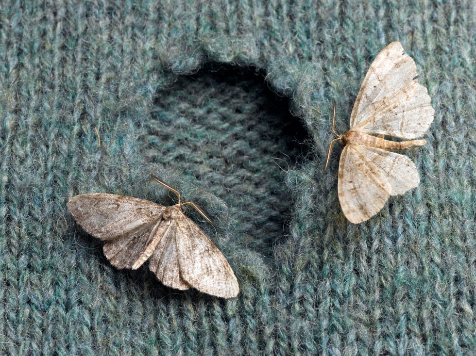 the best pest advice moths