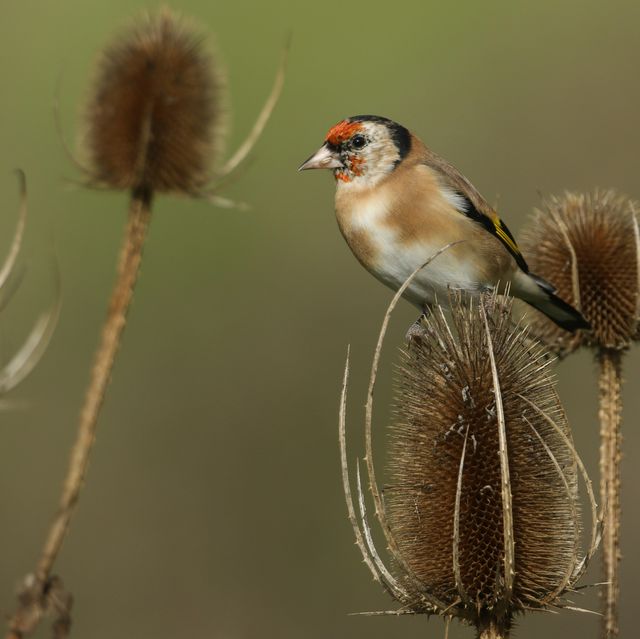 the best places to go birdwatching in the uk