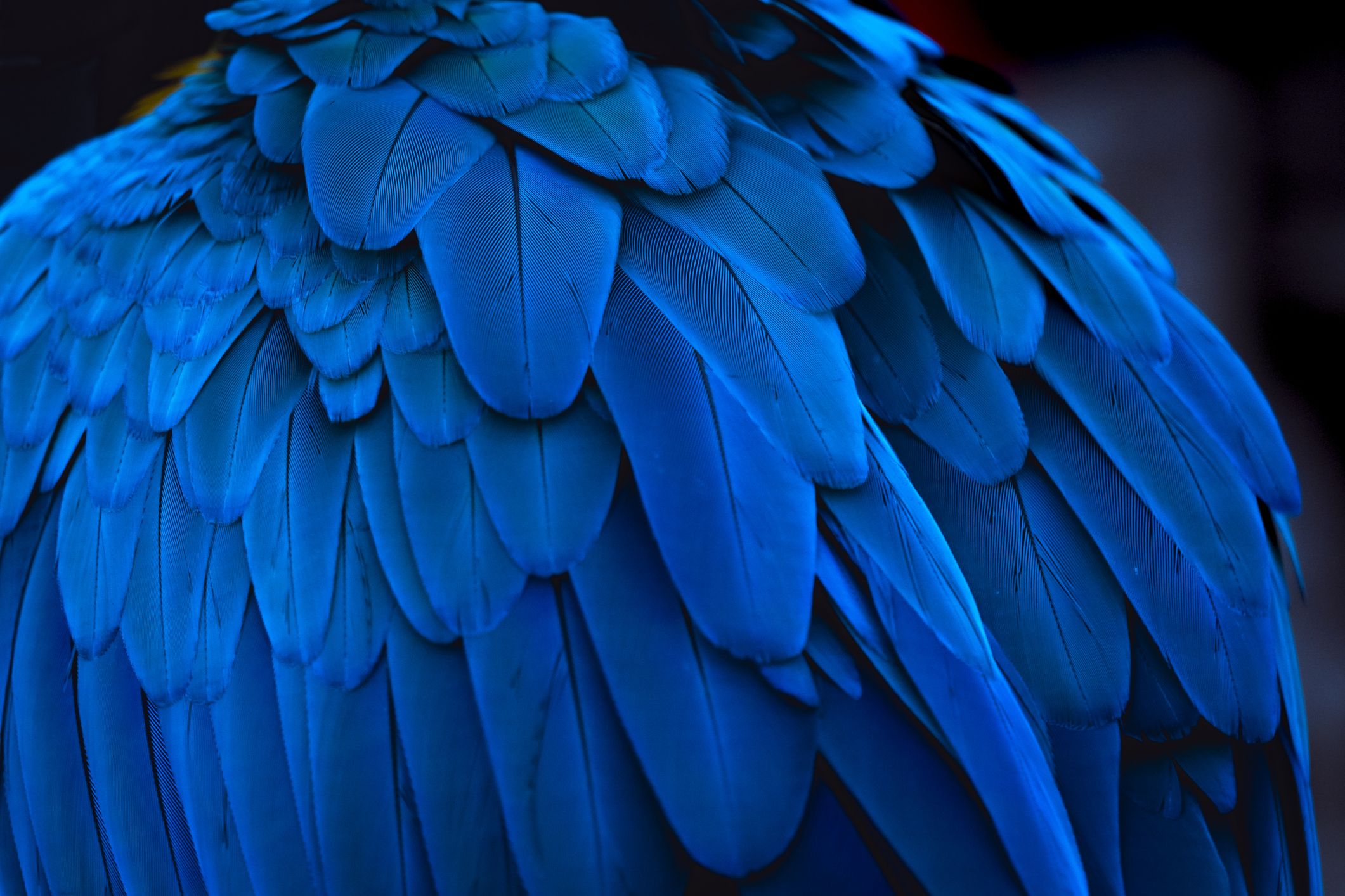 Why Are Some Feathers Blue?, Science