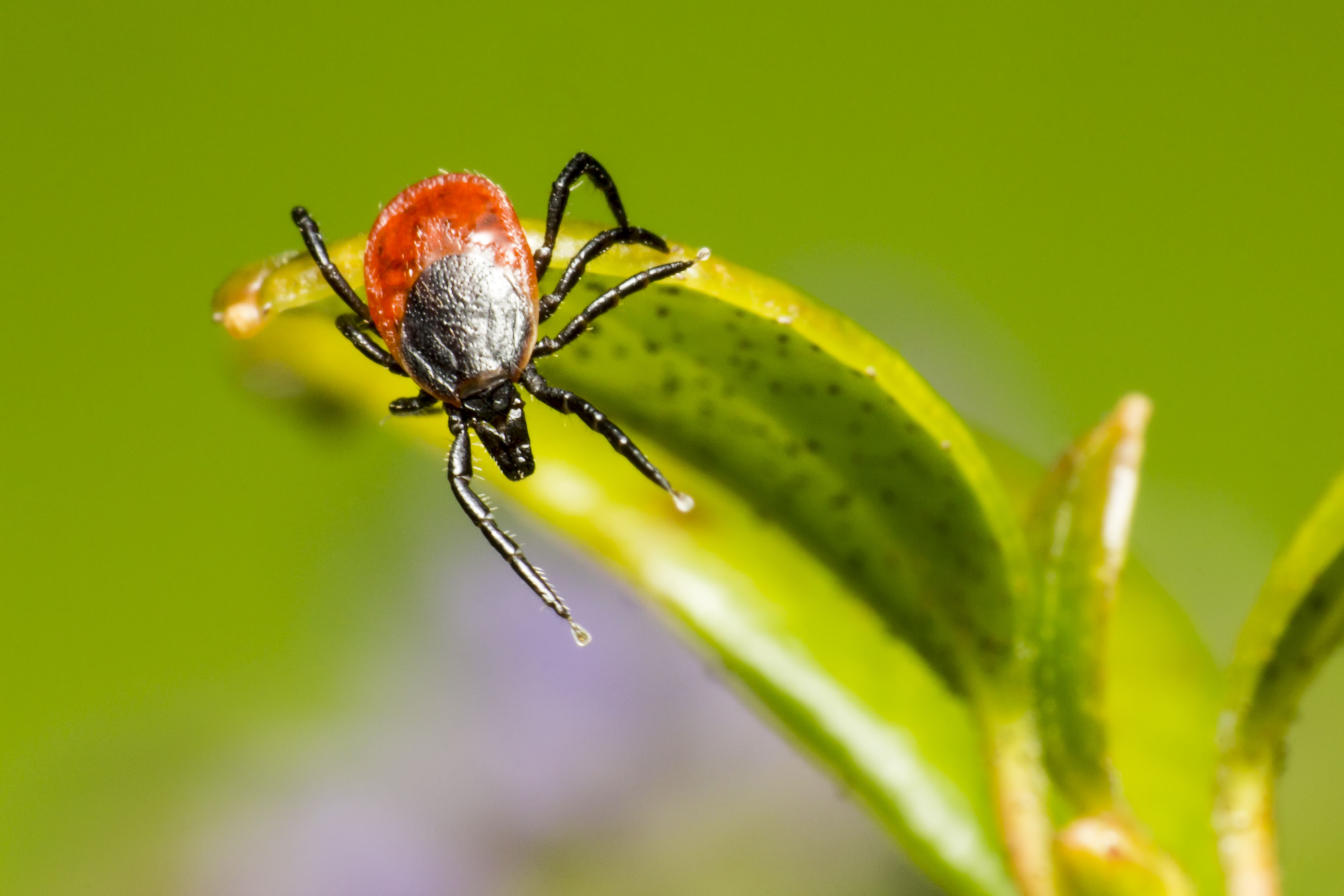 where do brown dog ticks lay their eggs