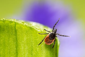 Everything to Know About Tick Season 2020-2022