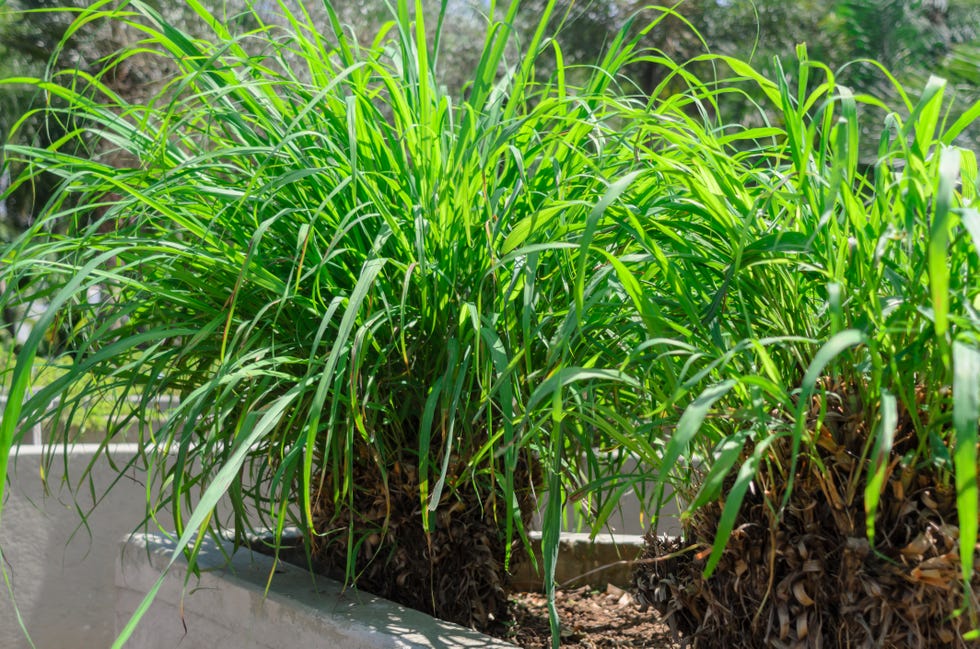 citronella