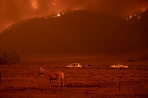 the clear range fire burns near bredbo north on february 01, 2020 near canberra, australia