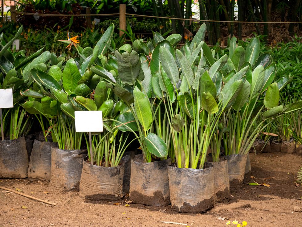 the crane flower or bird of paradise strelitzia reginae, a species of flowering plant indigenous to south africa ready to plant in a garden of medellin, antioquia colombia