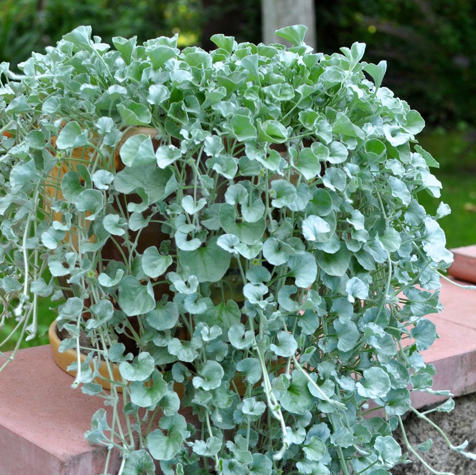 the creeping plant dichondra grows in the garden