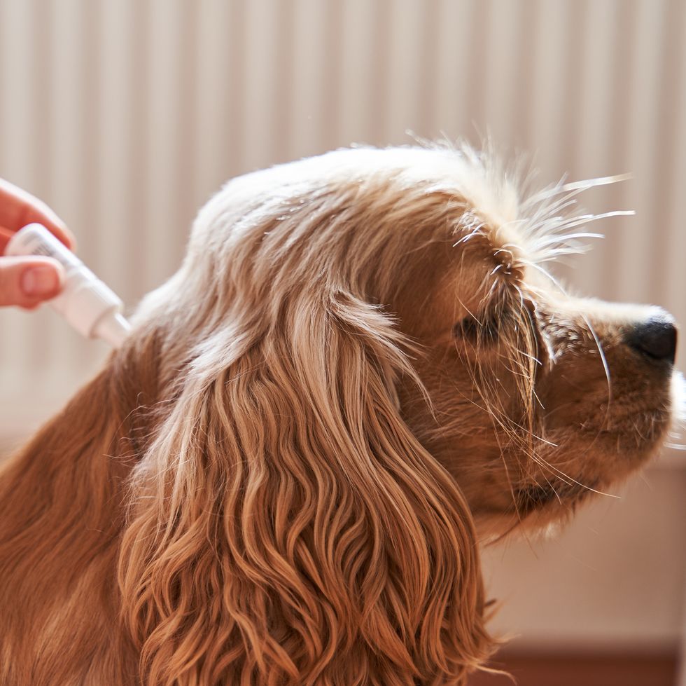 long haired brown dog is dripped on the withers with a parasite remedy