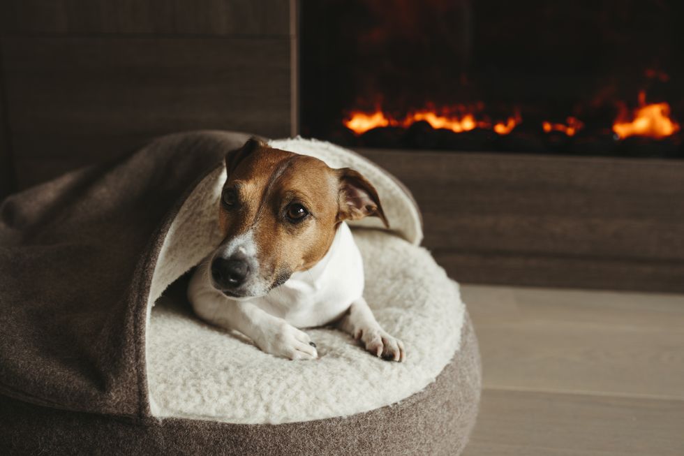 https://hips.hearstapps.com/hmg-prod/images/the-dog-is-lying-next-to-the-fireplace-royalty-free-image-1599737320.jpg?resize=980:*