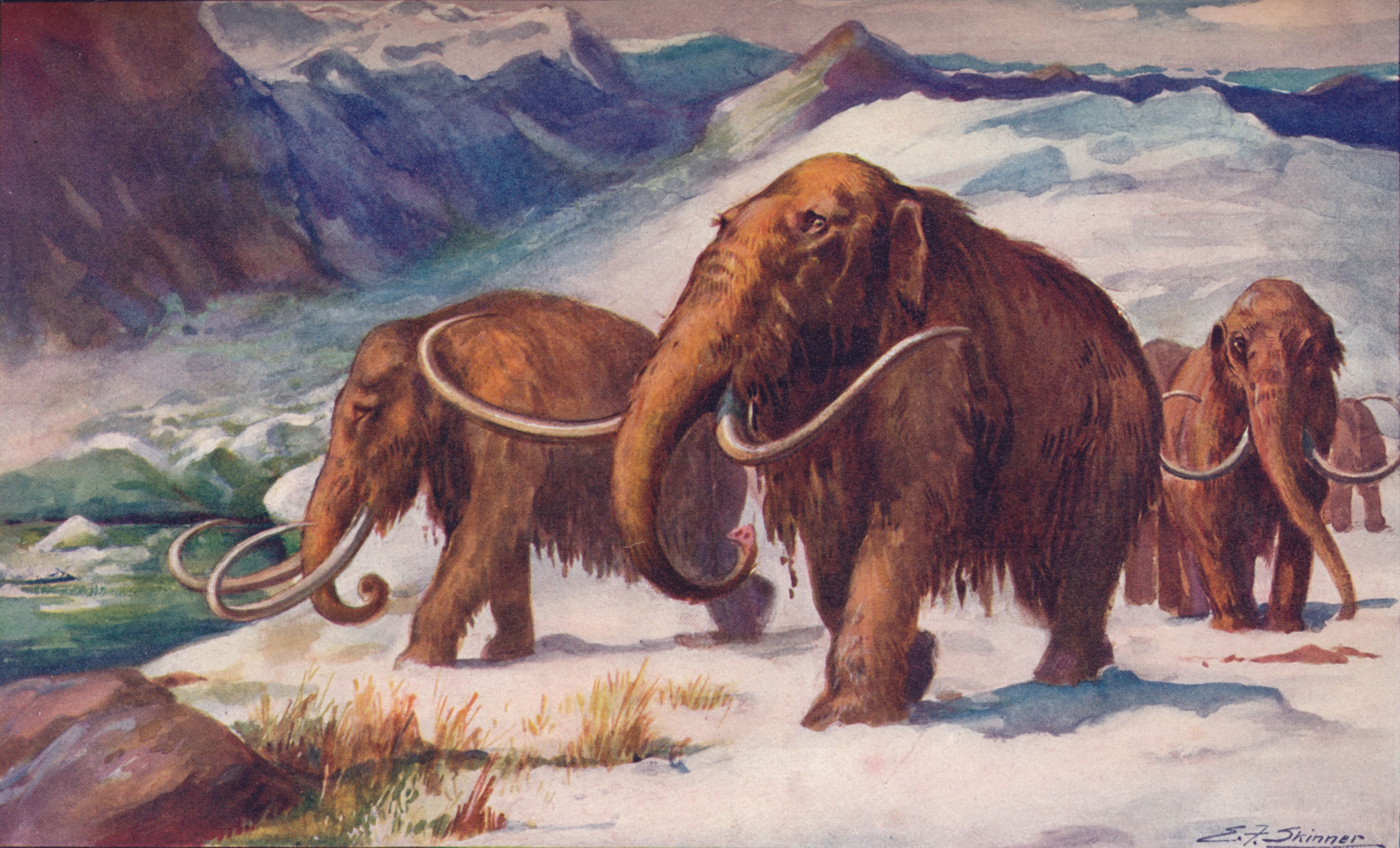 https://hips.hearstapps.com/hmg-prod/images/the-early-ice-age-when-mammoths-roamed-the-earth-and-man-news-photo-588446531-1554918843.jpg