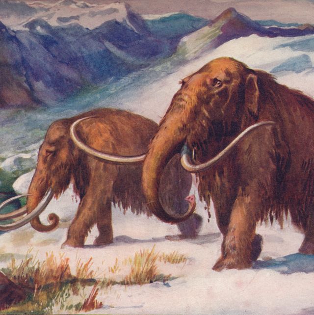 The early Ice Age