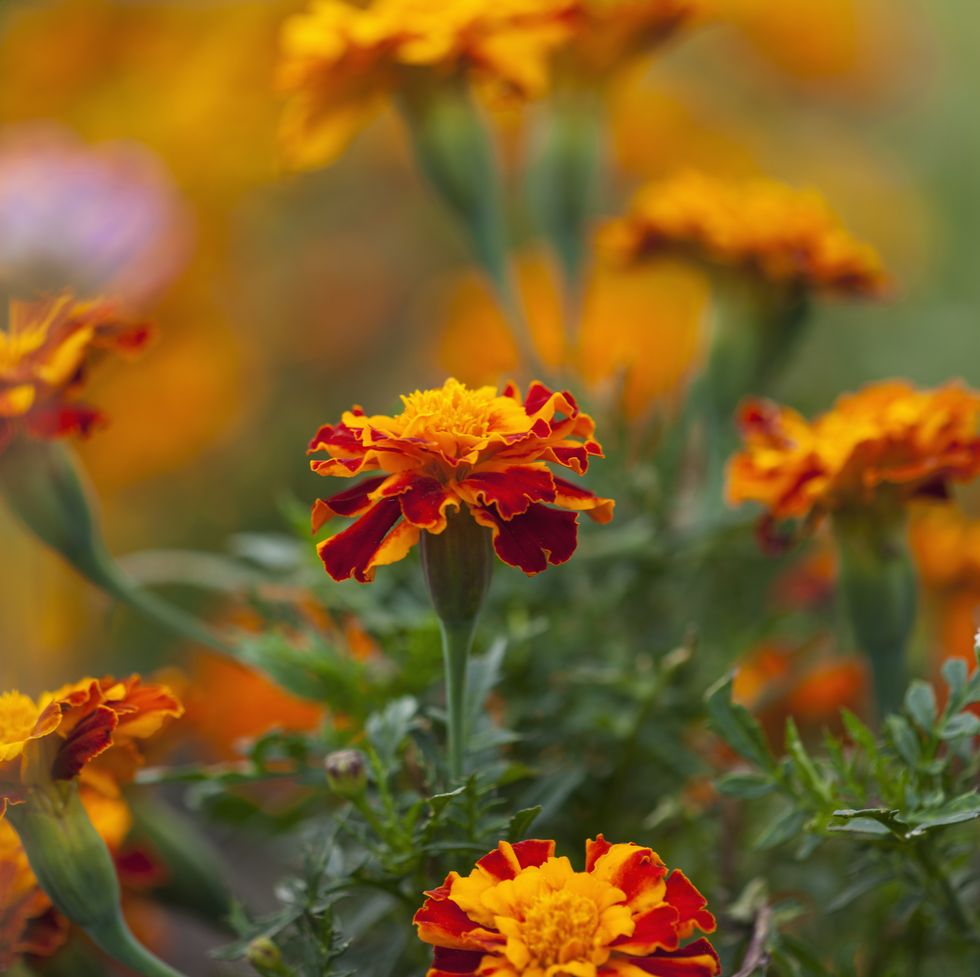 the elizabethan garden, kenilworth castle, near coventry, close up of dark orange marigold