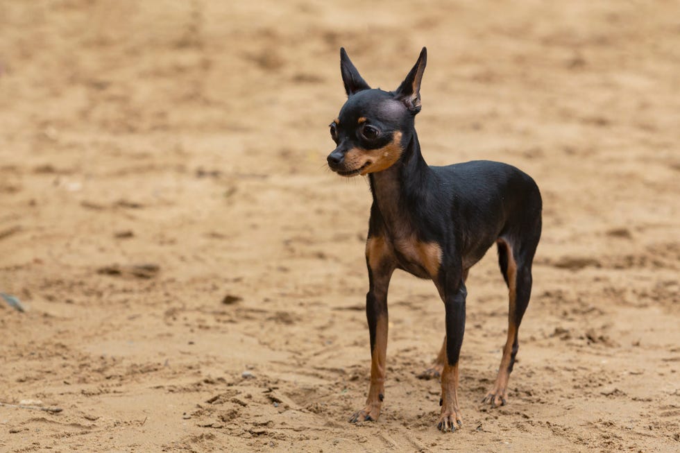 the english toy terrier black  tan is a small breed of terrier in the toy dog group