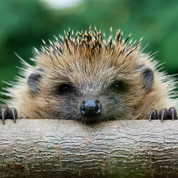 The European hedgehog (Erinaceus europaeus)