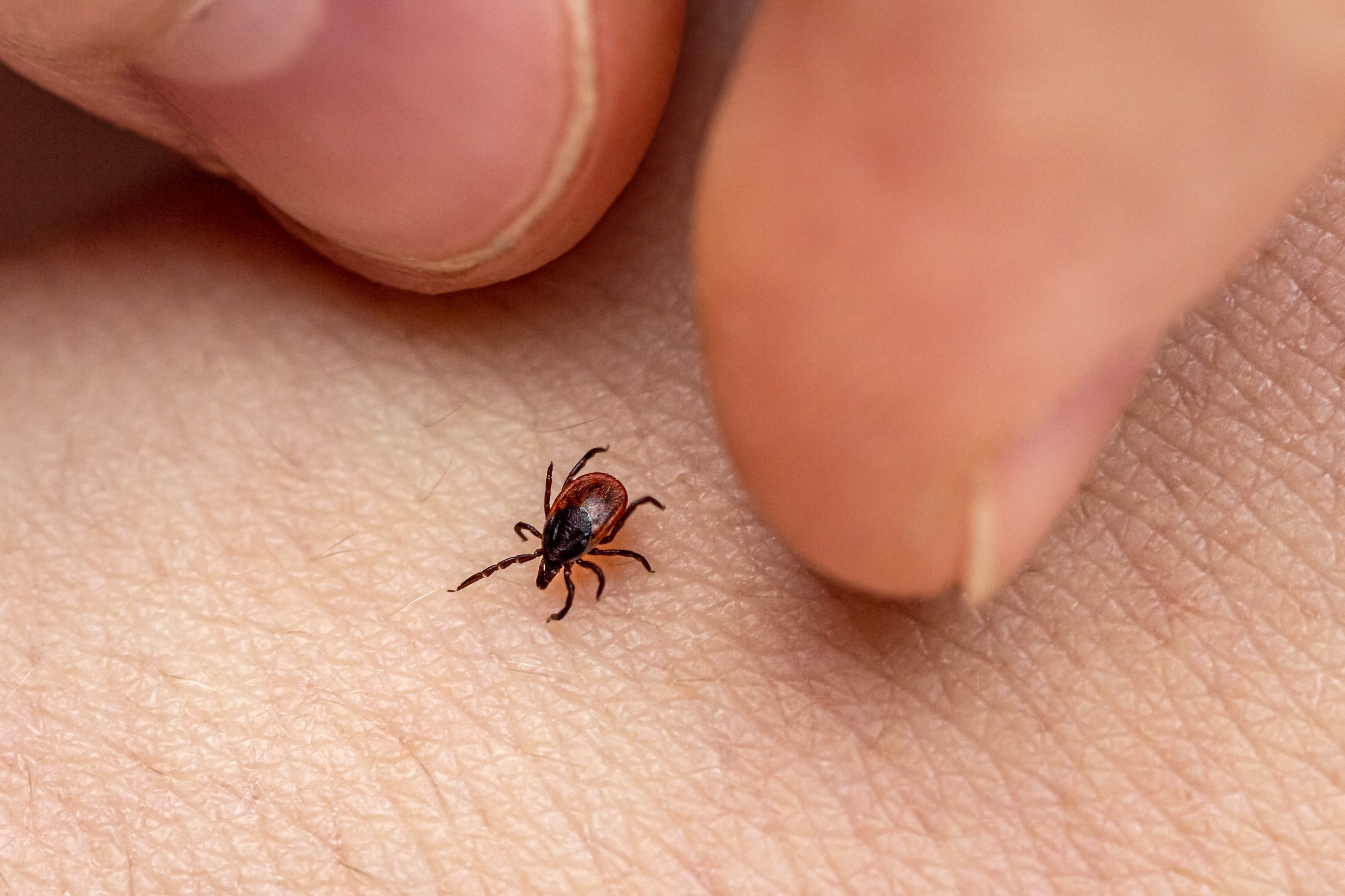 how do you know if a ticks head is still in your dog