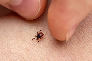 the fingers of the hand catch an encephalitis forest tick crawling on human skin