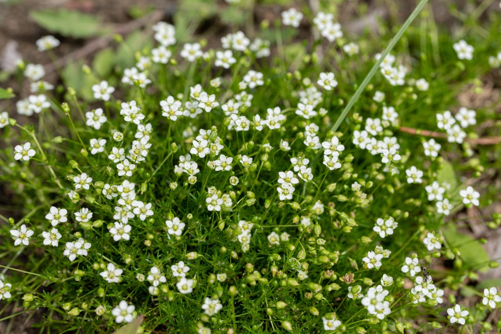 Best Shade Perennial Irish Moss