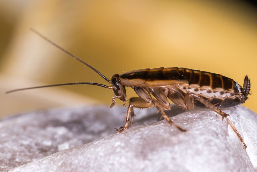 The German cockroach (Blattella germanica)