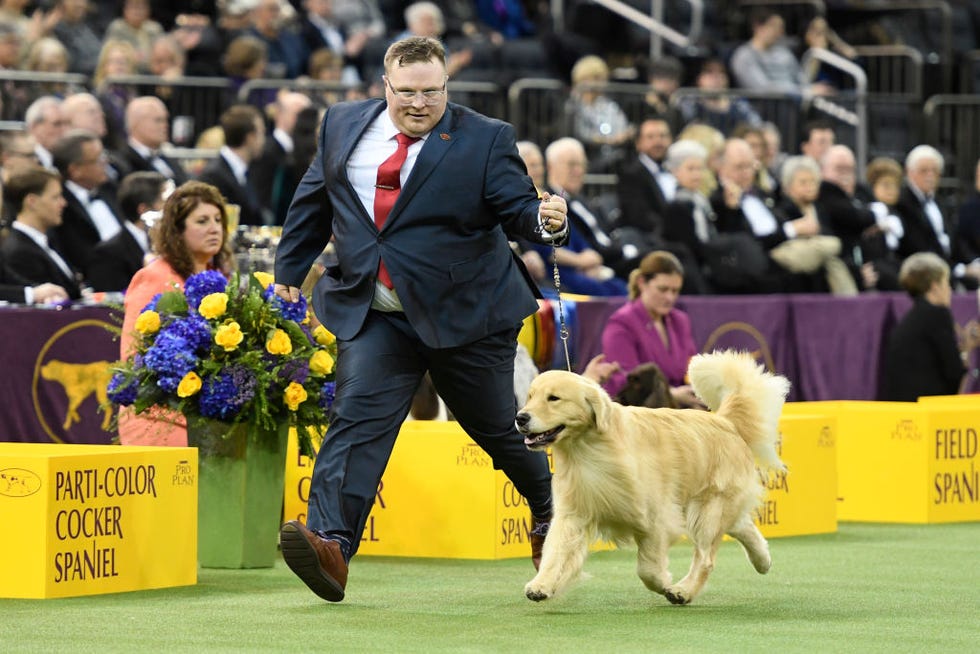 Westminster Kennel Club Hosts Its Annual Dog Show In New York