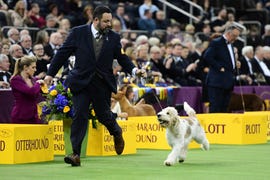 Westminster Kennel Club Hosts Its Annual Dog Show In New York