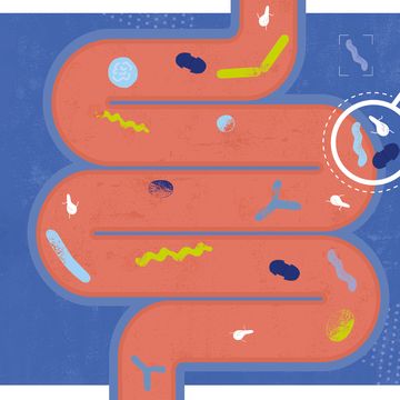 the gut microbiome