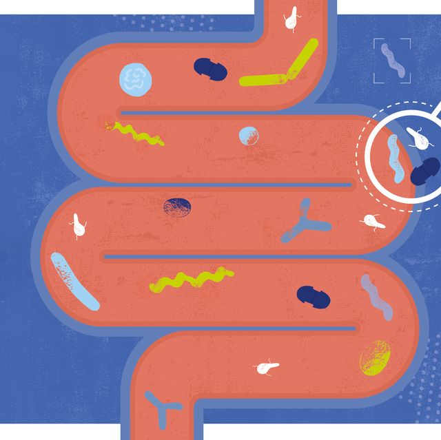 How the gut microbiome impacts our health and sports performance