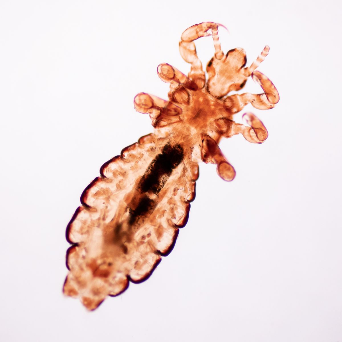 the head louse pediculus humanus capitis is a parasite live on the body, person or animal and live by sucking blood into food