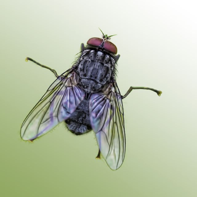 the housefly (also house fly, house fly or common housefly)
