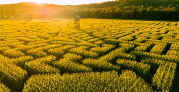 the huge halloween's corn maze in pennsylvania, poconos region
