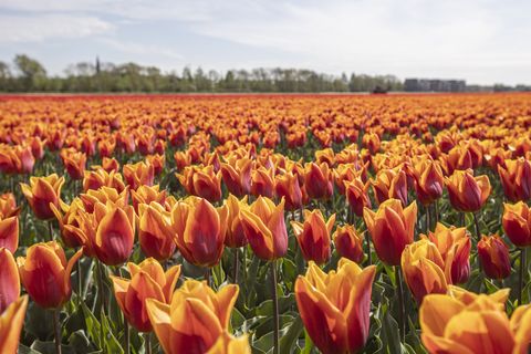 flowering tulip fields in the netherlands