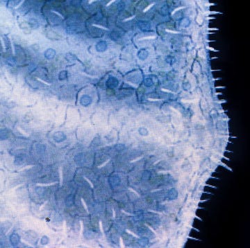 The illustration of Placozoans. It is a disk-shaped living organism basal form of marine free living (non-parasitic) multicellular organism. They are the simplest in structure of all animals. the illustration of placozoans it is a disk shaped living organism basal form of marine free living non parasitic multicellular organism they are the simplest in structure of all animals