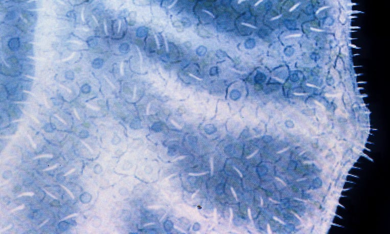 This Blob Is the Size of a Grain of Sand. It's the Key to Unlocking Human Evolution.