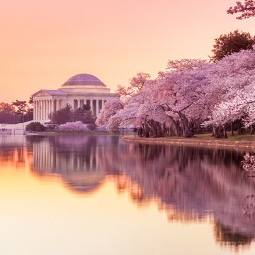 the jefferson memorial during the cherry blossom festival