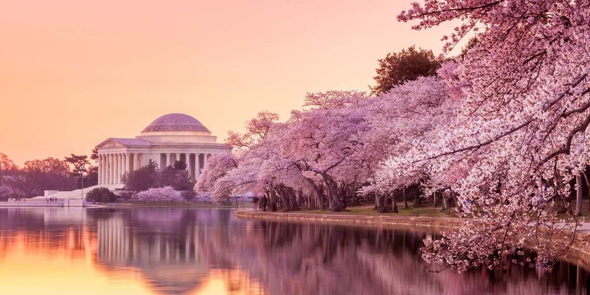 the jefferson memorial during the cherry blossom festival