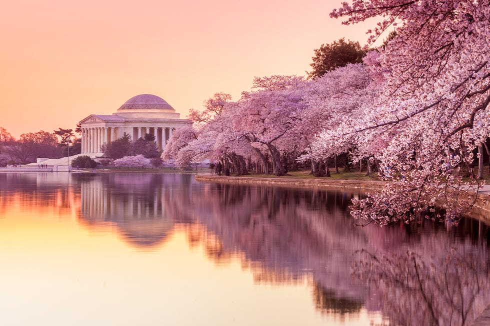 the jefferson memorial during the cherry blossom festival