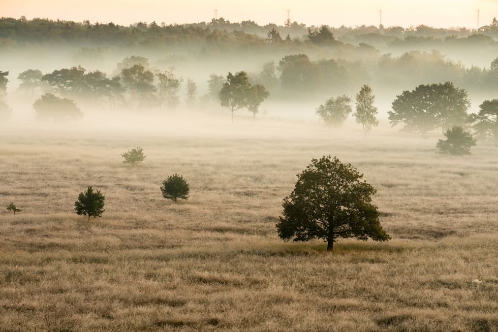 grenspark de kalmthoutse heide