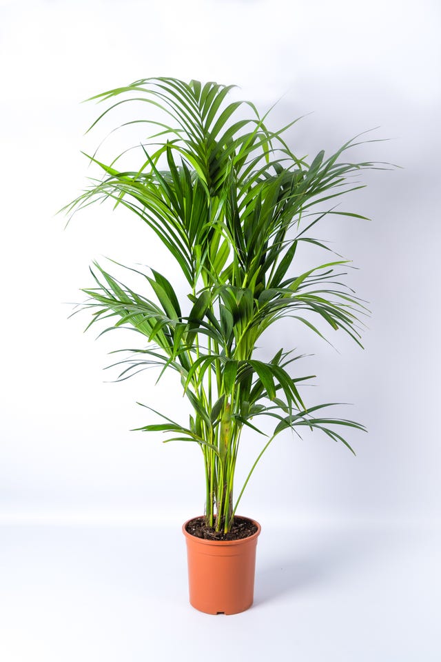 Morrisons Launches Stylish And Affordable Houseplant Range