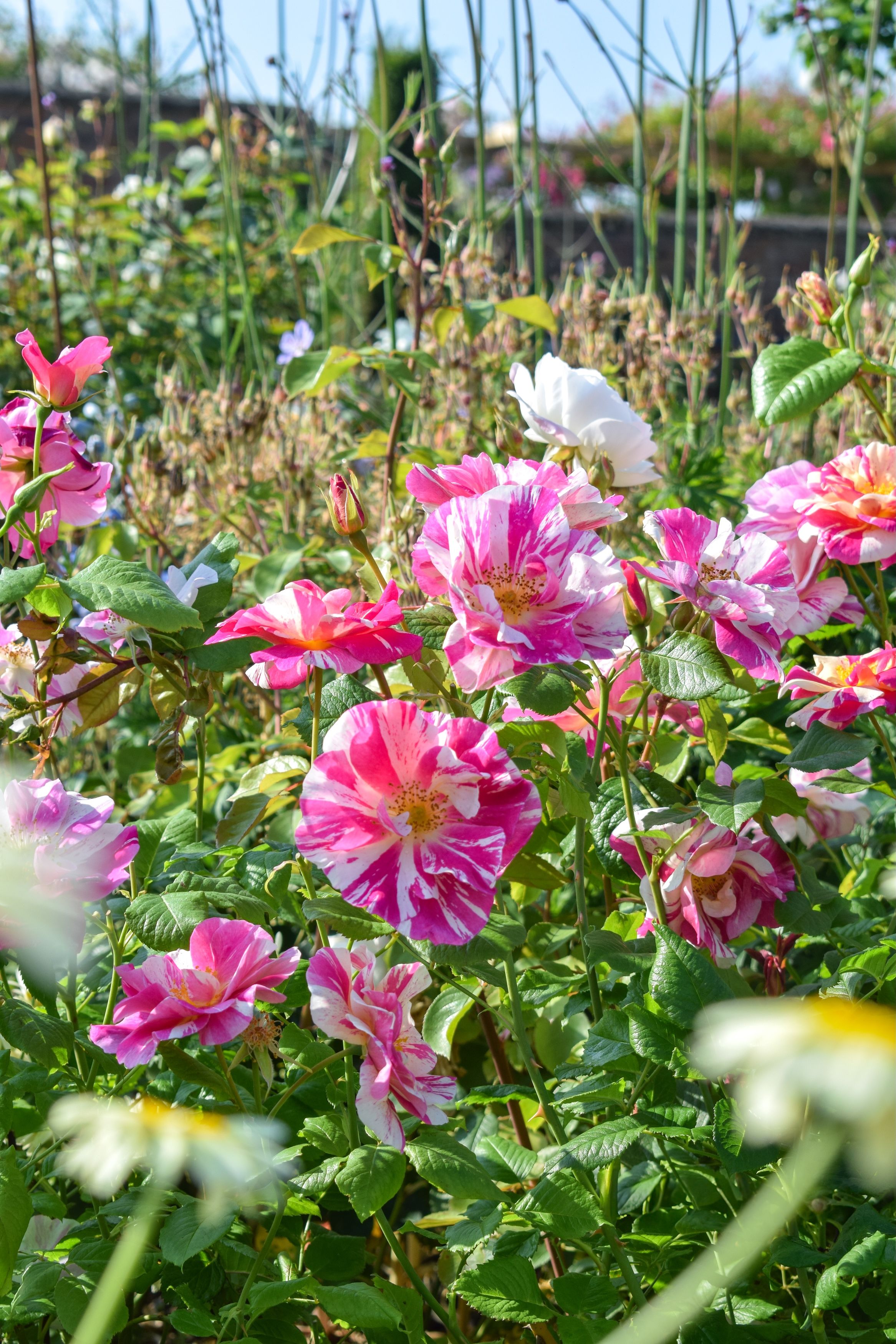 David Austin Unveils ‘The King’s Rose’ at Chelsea Flower Show 2025