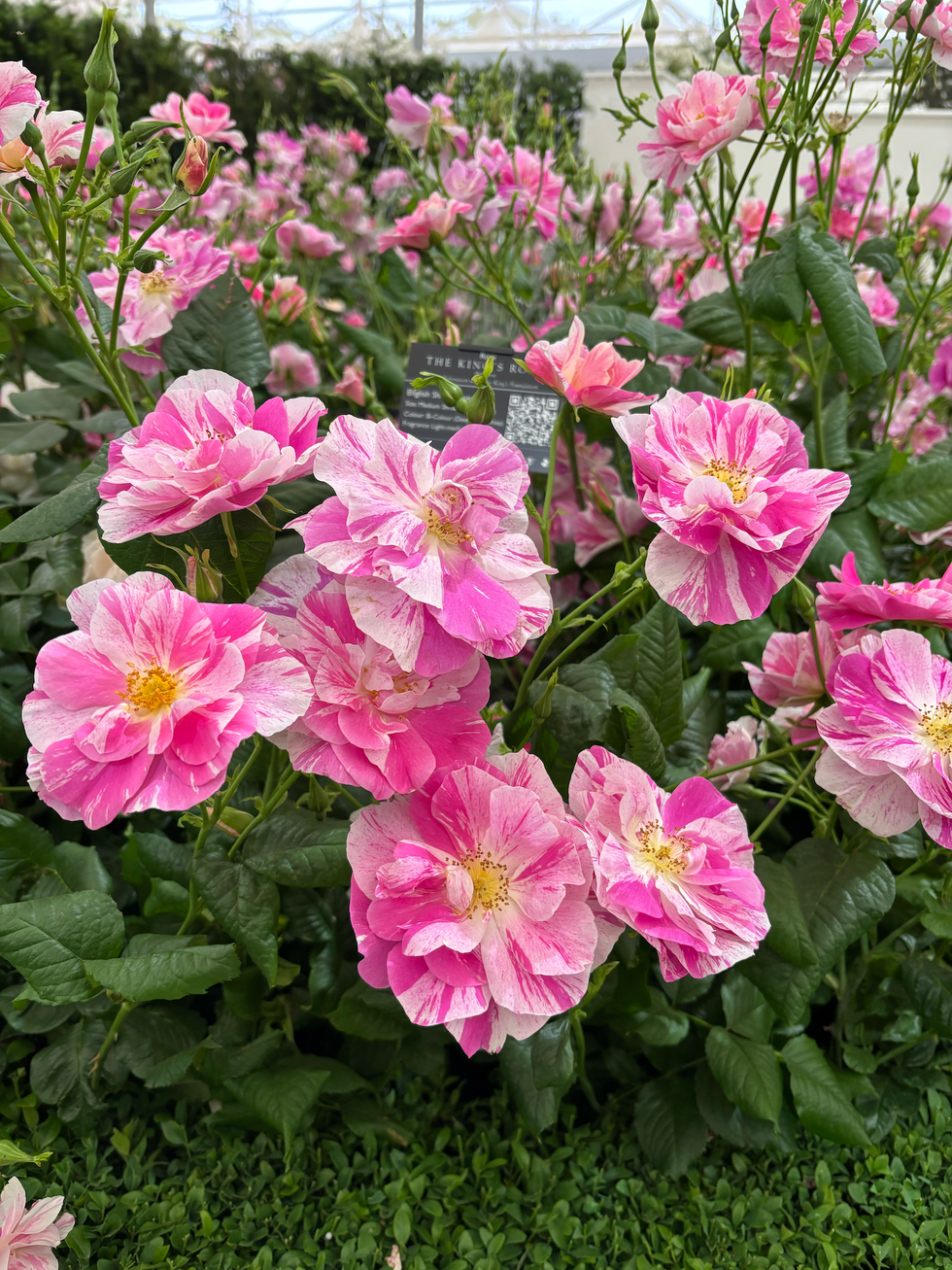 kings rose