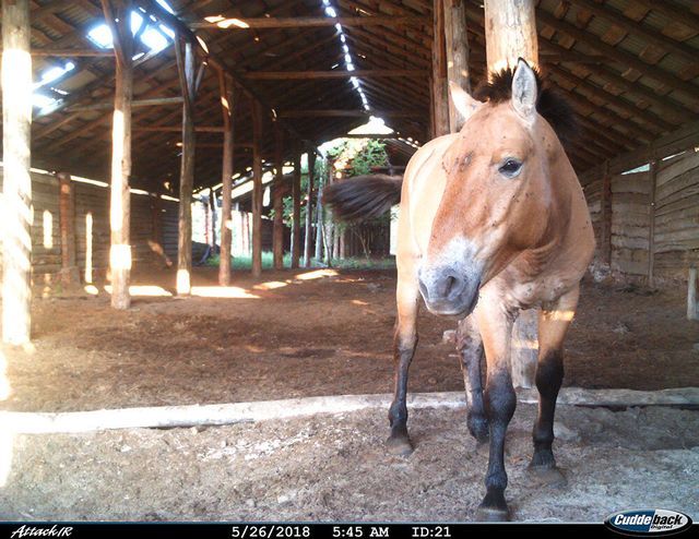 チェルノブイリの野生馬たち ― 立入禁止区域を絶滅危惧種の楽園