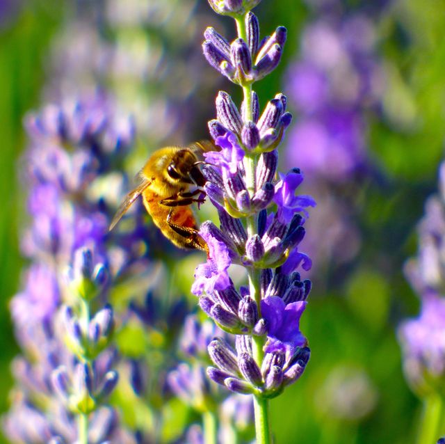 The lavender and the bee