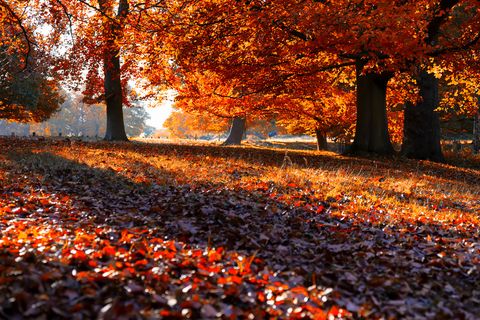 14 Best Autumn Poems - Classic Poems About Fall