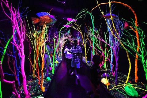 meow wolf