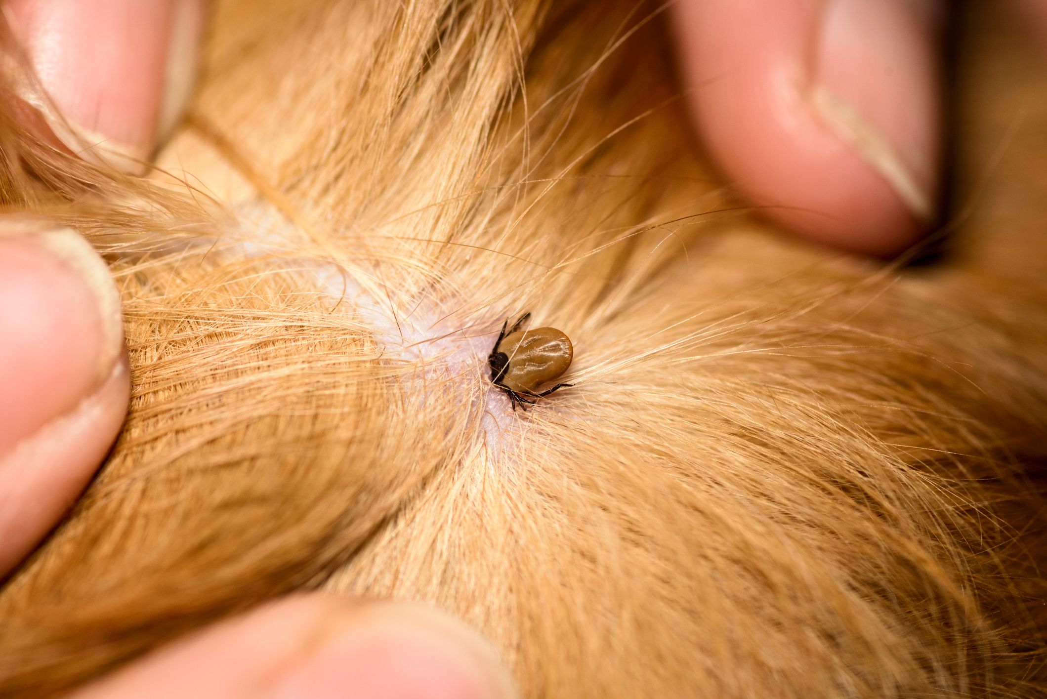 how do i know if my dog has demodex mites